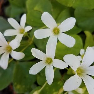 Meet your Posher, Gena